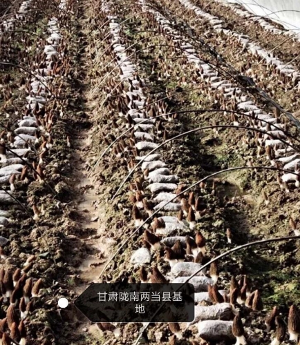 &#31859;&#20848;&#23448;&#26041;&#32593;&#39029;&#29256;&#45;&#31859;&#20848;&#40;&#20013;&#22269;&#41;