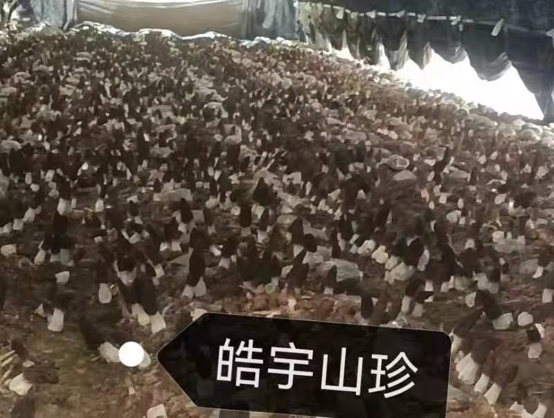 &#31859;&#20848;&#23448;&#26041;&#32593;&#39029;&#29256;&#45;&#31859;&#20848;&#40;&#20013;&#22269;&#41;