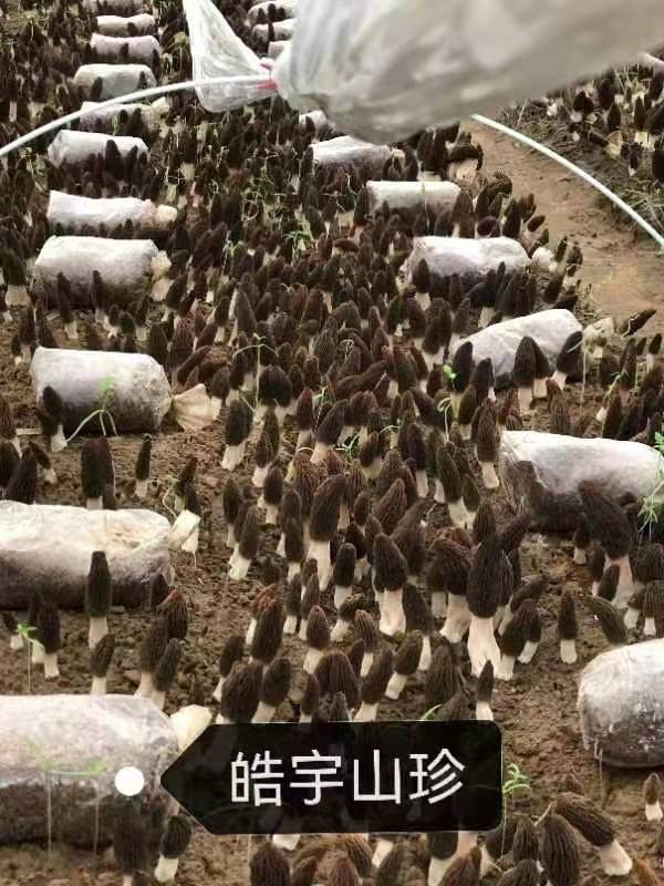 &#31859;&#20848;&#23448;&#26041;&#32593;&#39029;&#29256;&#45;&#31859;&#20848;&#40;&#20013;&#22269;&#41;