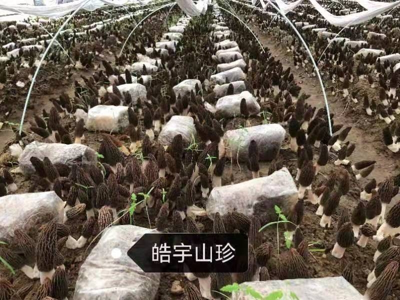 &#31859;&#20848;&#23448;&#26041;&#32593;&#39029;&#29256;&#45;&#31859;&#20848;&#40;&#20013;&#22269;&#41;